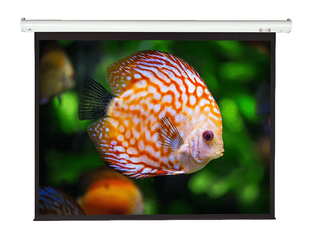 AOV Electric Screen (Multiple Size Options) - Screen Technology ...