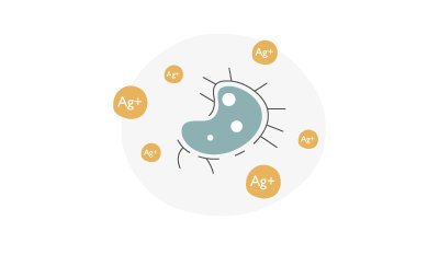 silver ion inhibits cell division and replication of the pathogen